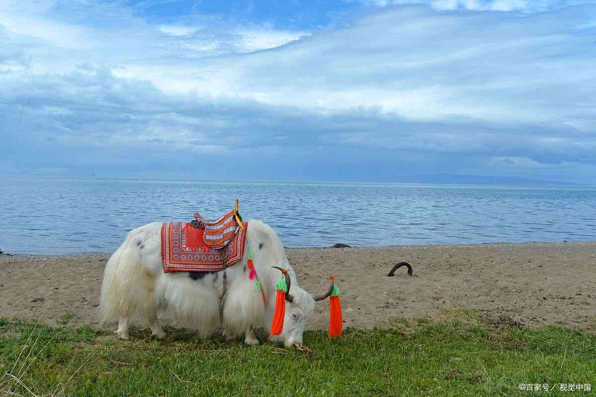 青海旅游网包车电话